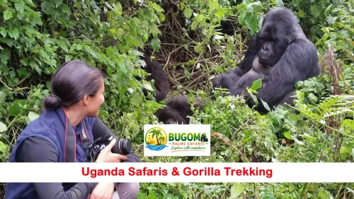 gorillas1-1